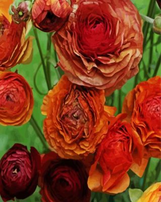 Dead Ranunculus Flowers paint by numbers