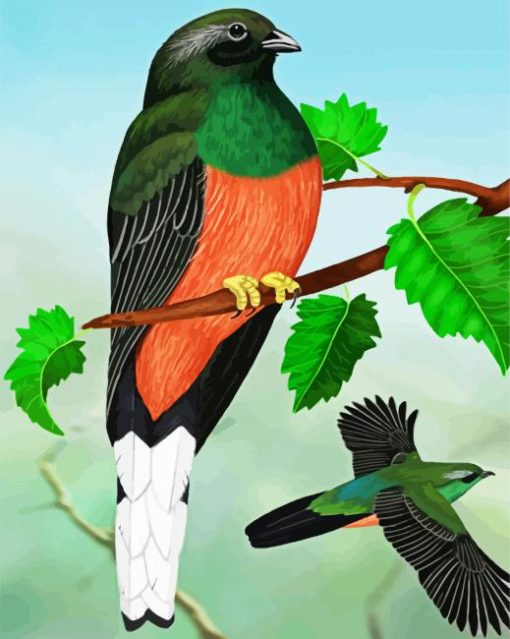 Eared Quetzal Bird Art paint by numbers