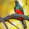 Eared Quetzal Bird paint by numbers