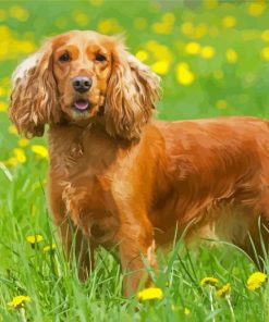 Cute English Cocker Spaniel paint by numbers