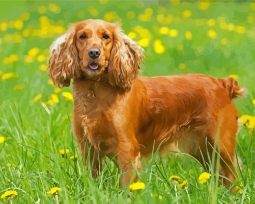 Cute English Cocker Spaniel paint by numbers