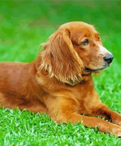 English Cocker Spaniel Dog paint by numbers