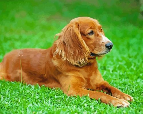 English Cocker Spaniel Dog paint by numbers