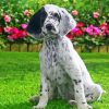 English Setter Dog paint by numbers