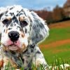 Cute English Setter Puppy paint by numbers