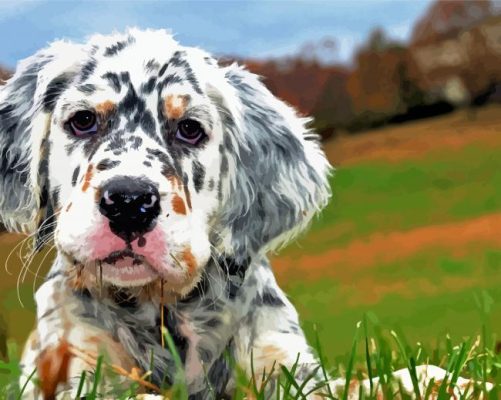 Cute English Setter Puppy paint by numbers