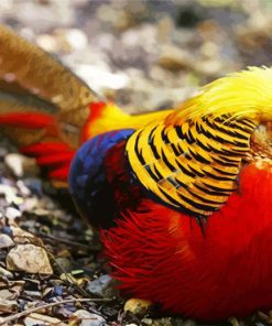 Golden Pheasant Bird paint by numbers