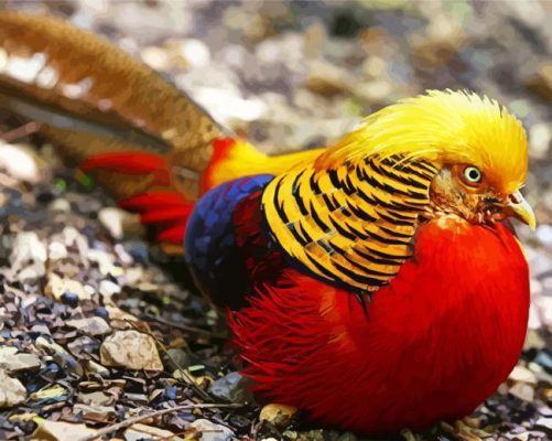 Golden Pheasant Bird paint by numbers