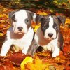 American Staffordshire Terrier Puppies paint by numbers