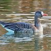 Greater White Fronted Goose pant by numbers