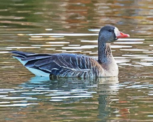 Greater White Fronted Goose pant by numbers