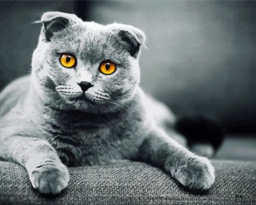 Grey Scottish Fold Cat paint by numbers