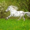 Little Appaloosa Running paint by numbers