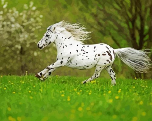 Little Appaloosa Running paint by numbers