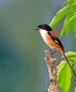 Long Tailed Shrike paint by numbers