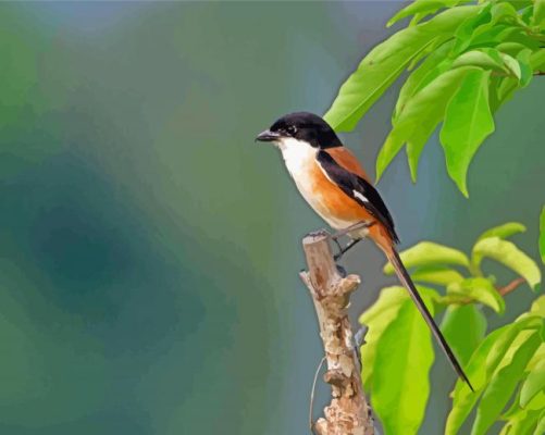 Long Tailed Shrike paint by numbers