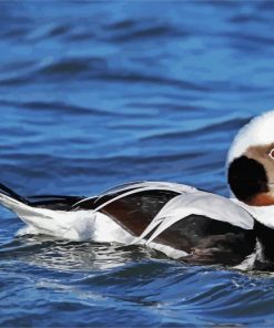 Long Tailed Duck paint by numbers