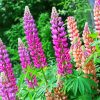 Purple And Pink Lupins paint by numbers