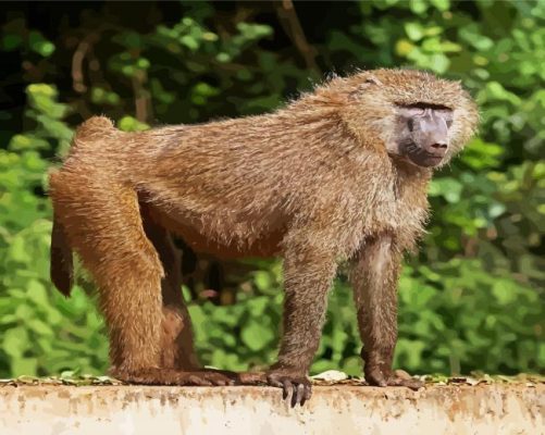 Monkey Baboon Animal paint by numbers