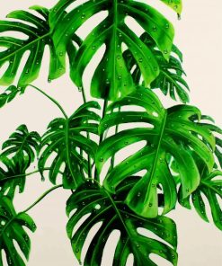 Monstera Green Plant paint by numbers