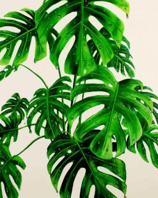 Monstera Green Plant paint by numbers