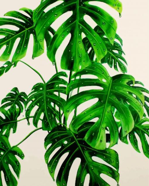 Monstera Green Plant paint by numbers