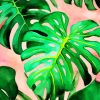 Monstera Green Leaves paint by numbers