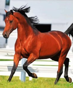 Morgan Horse paint by numbers