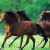 Morgan Horses Herd paint by numbers