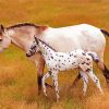 Mother And Little Appaloosa paint by numbers