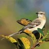 Northern Mockingbird paint by numbers