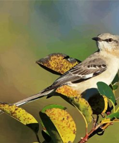 Northern Mockingbird paint by numbers