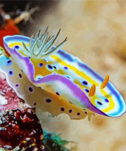 Beautiful Nudibranch paint by numbers