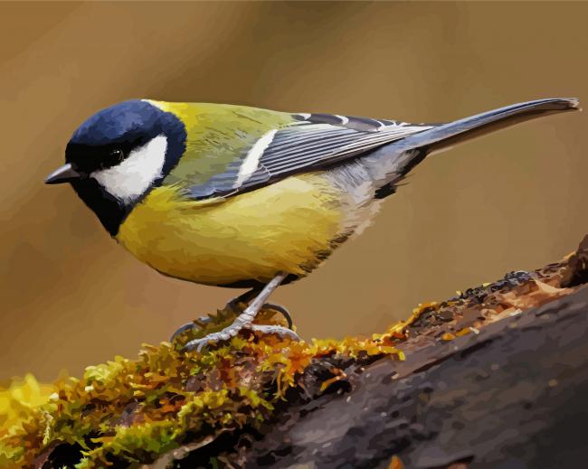 Cute Parus Bird paint by numbers