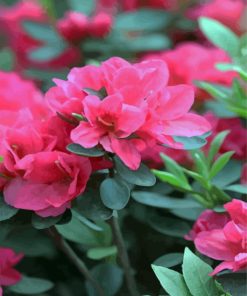 Pink Azaleas Flowers paint by numbers