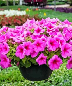 Pink Wave Petunia paint by numbers