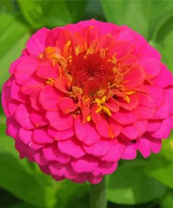 Pink Zinnia Flower paint by numbers