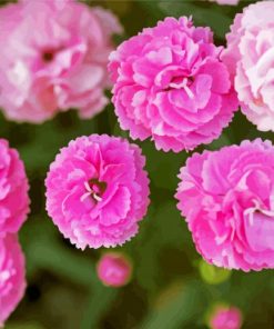 Beautiful Pink Carnations paint by numbers