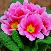 Pink Primrose Flower paint by numbers