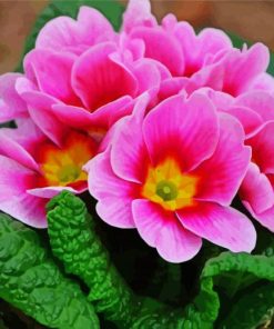 Pink Primrose Flower paint by numbers