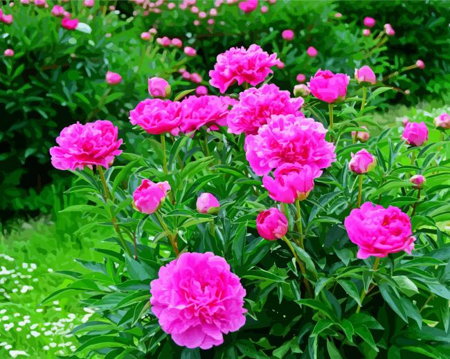 Pink Pivoines Flowers paint by numbers