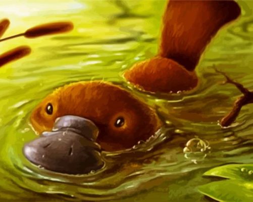 Platypus Animal paint by numbers