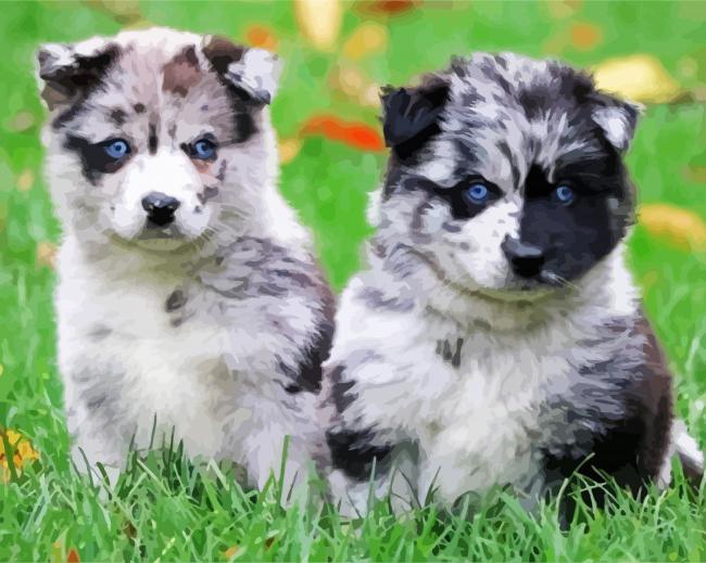 Pomsky Puppies paint by numbers