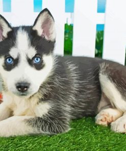 Pomsky Puppy With Blue Eyes paint by numbers