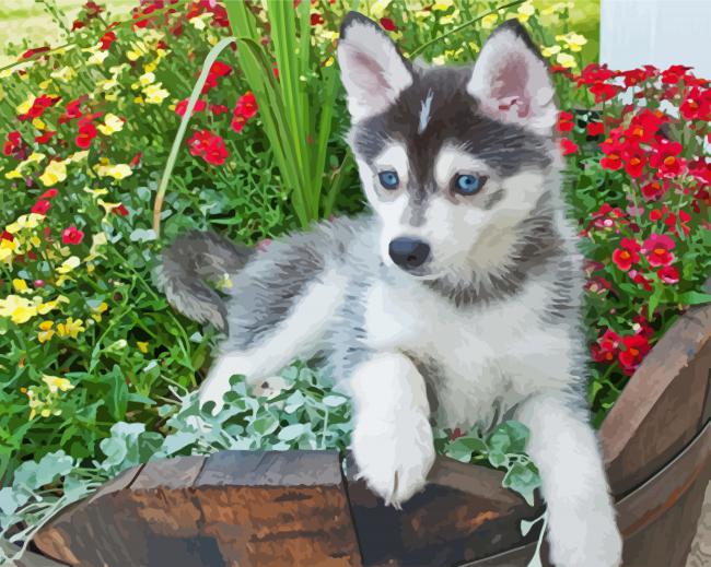 Pomsky Puppy Dog paint by numbers