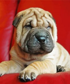 Puppy Shar Pei Dog paint by numbers