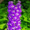 Purple Delphiniums paint by numbers