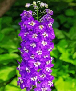 Purple Delphiniums paint by numbers