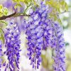 Beautiful Purple Wisteria Flowers paint by numbers