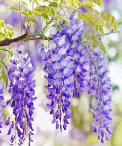 Beautiful Purple Wisteria Flowers paint by numbers